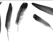 Picture Of Feathers For Writing
